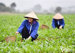 Đi Làm Nông Ở Đài Loan 2024 Mới Nhất Tháng Mấy