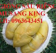 Sầu Riêng Musang King Hà Nội